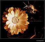 121231 GX clljon Amargura &  EXf Hrta xKhortés&nbsp;004-003