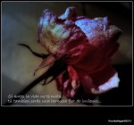 130114 GR Ilu Picaro GX  Hrta xKhortés&nbsp;016