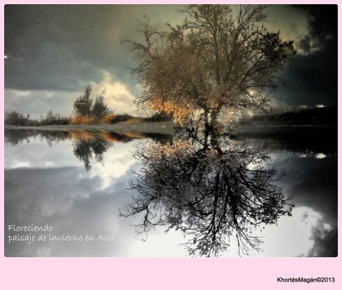 Reflejos del almendro